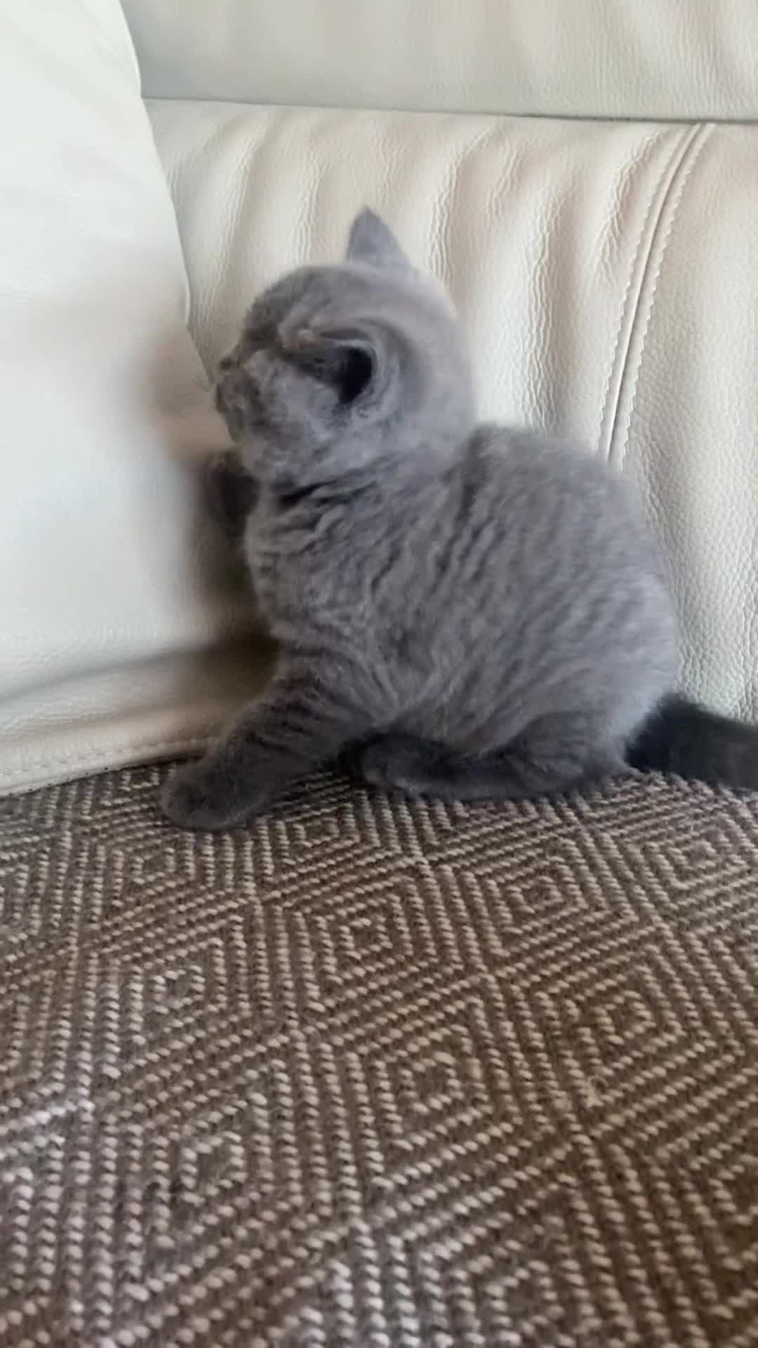 British Shorthair cats for sale: british shorthair boys kittens for sale - Video 2