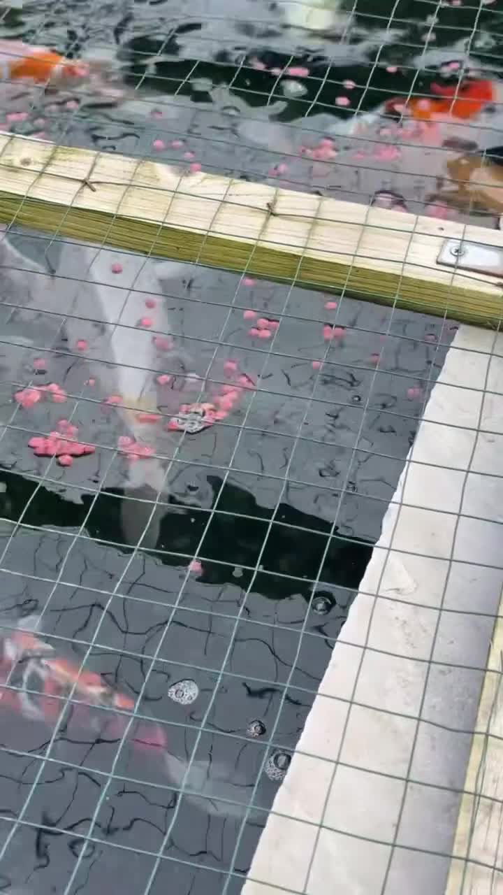 Koi Carp fish for sale: Various koi carp for sale  - Video 1