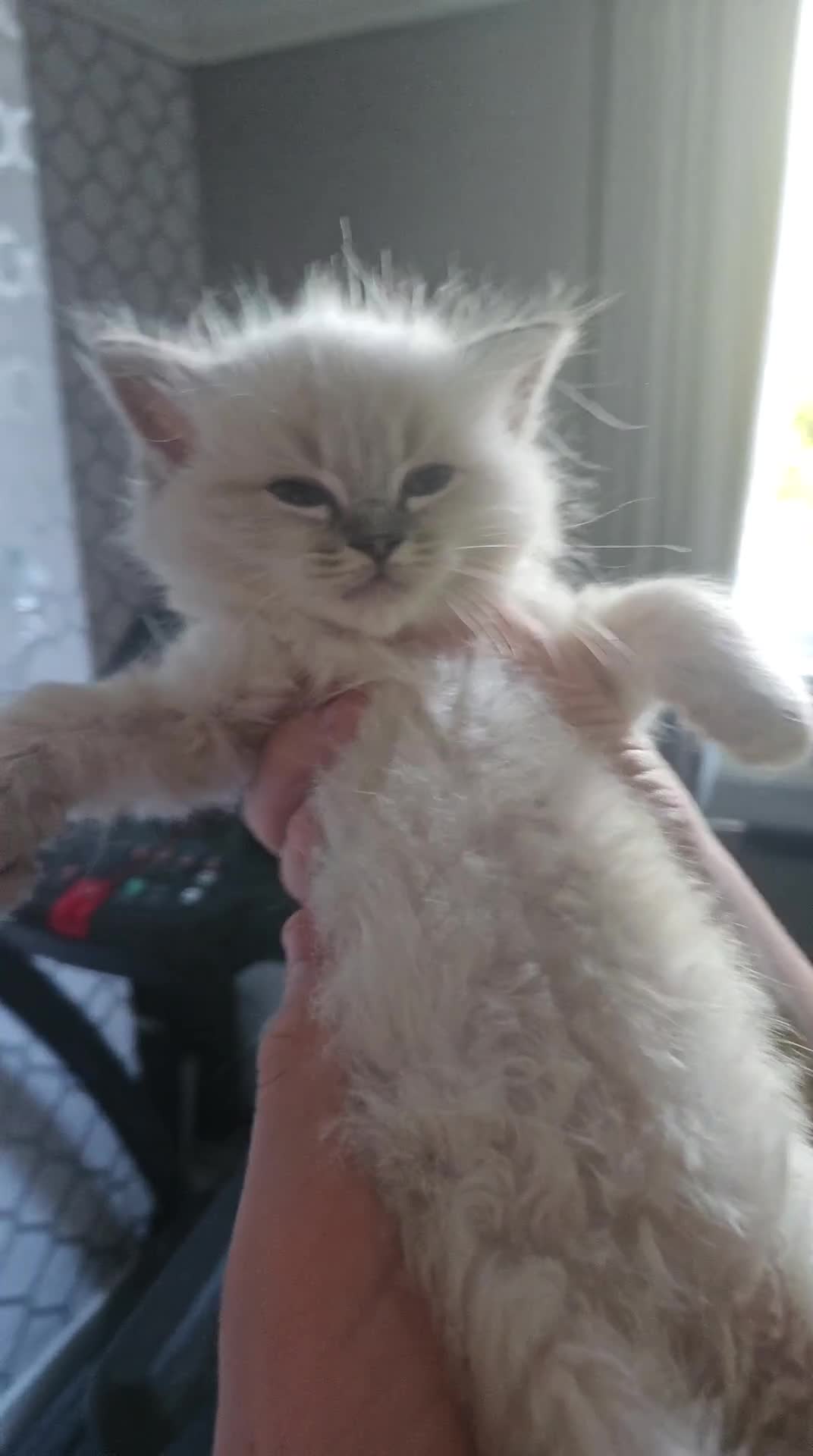 Ragdoll cats for sale: Lilac and blue tica ans Gccf registered ragdolls. - Video 1