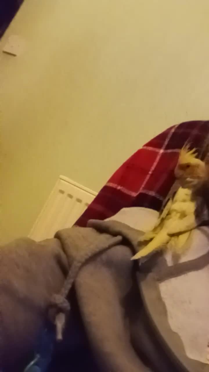 Cockatiels birds for sale: Hand reared baby cockatiel s - Video 1