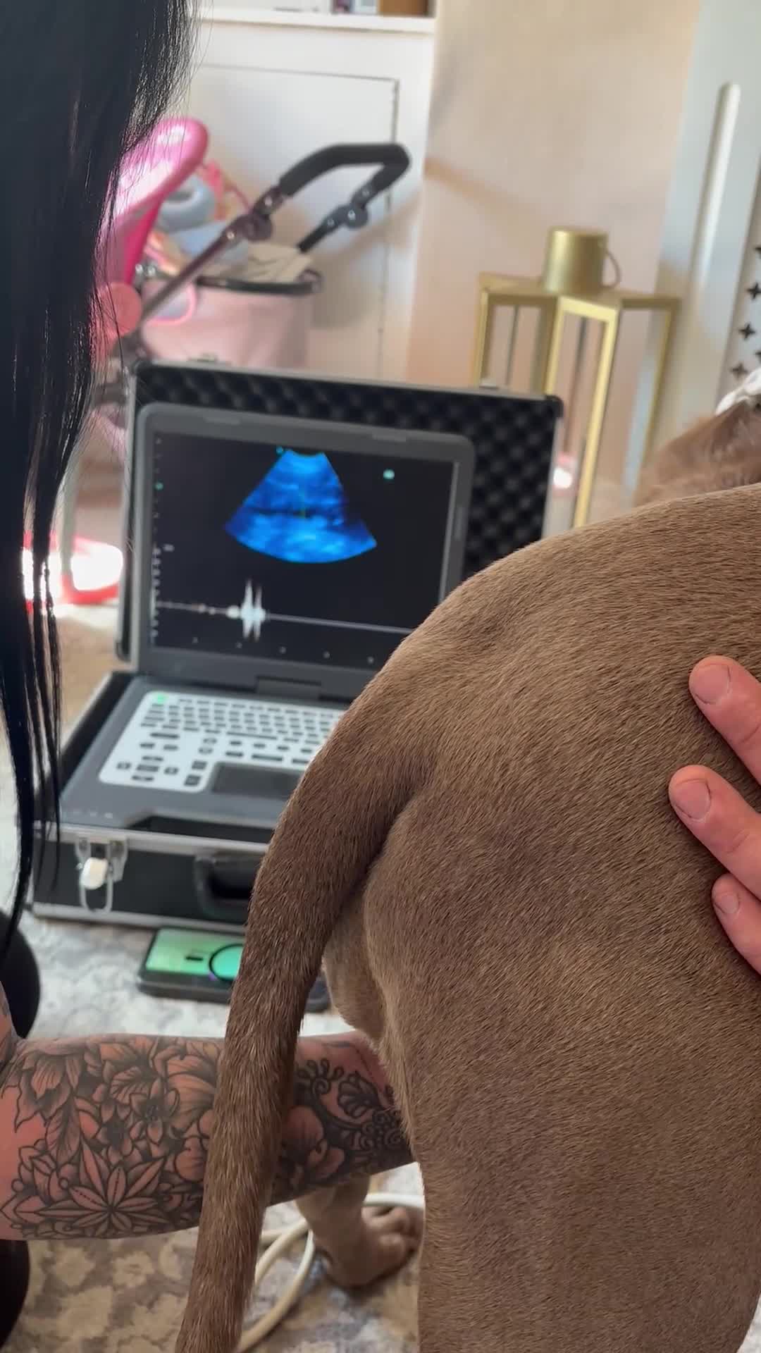 Mixed Breed dogs for sale: Litter due in 2 weeks in Huddersfield - Video 1