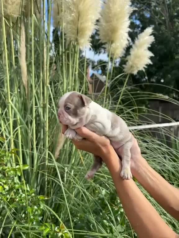 Boston Terrier dogs for sale: 5 KC Boston Terriers  - Video 2