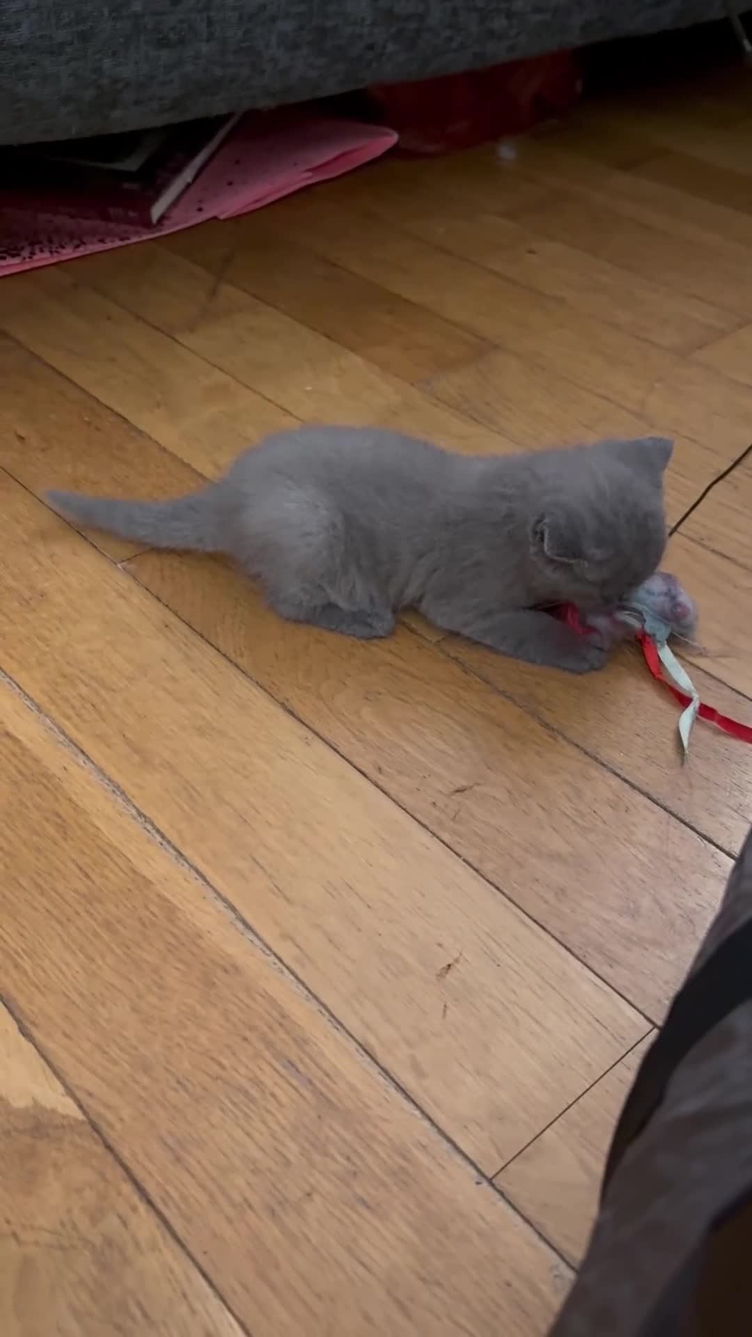 British Shorthair cats for sale: Two beautiful British shorthair X Scottish fold  - Video 4
