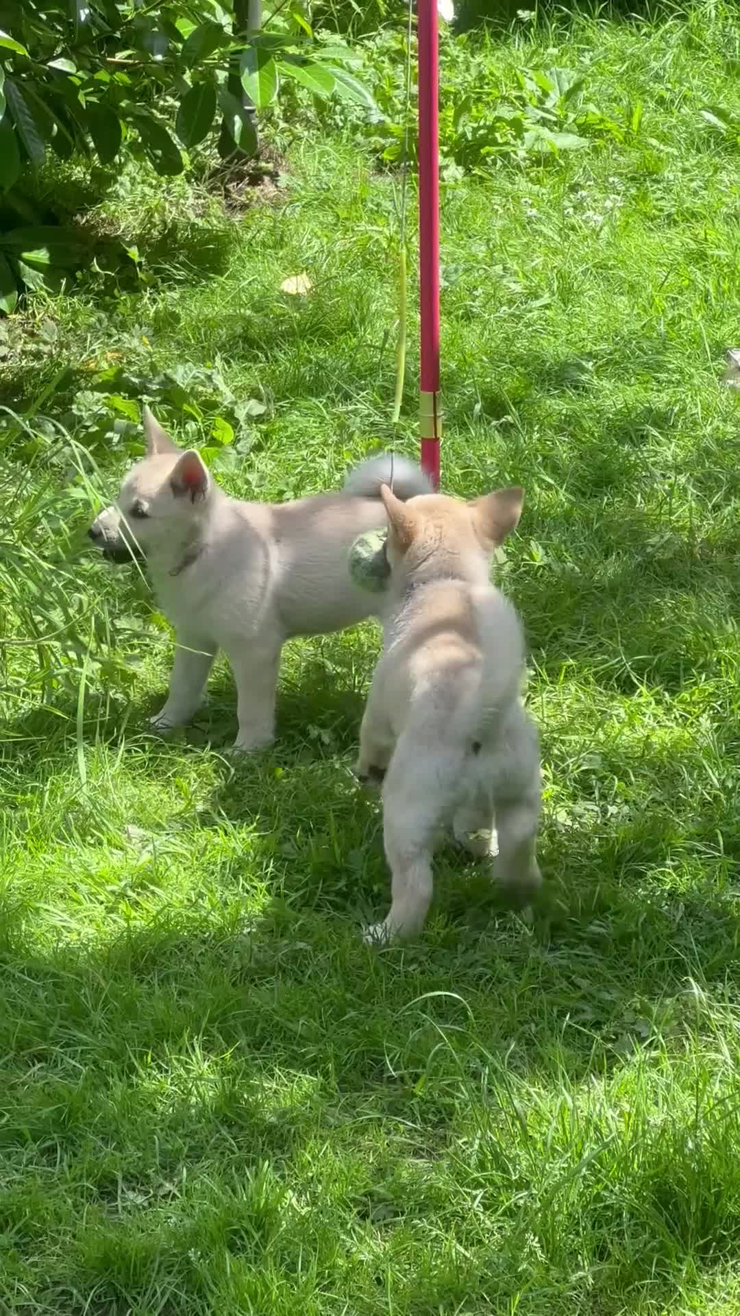 Norwegian Buhund dogs for sale: Lovely quality Norwegian Buhunds in Crumlin - Video 1
