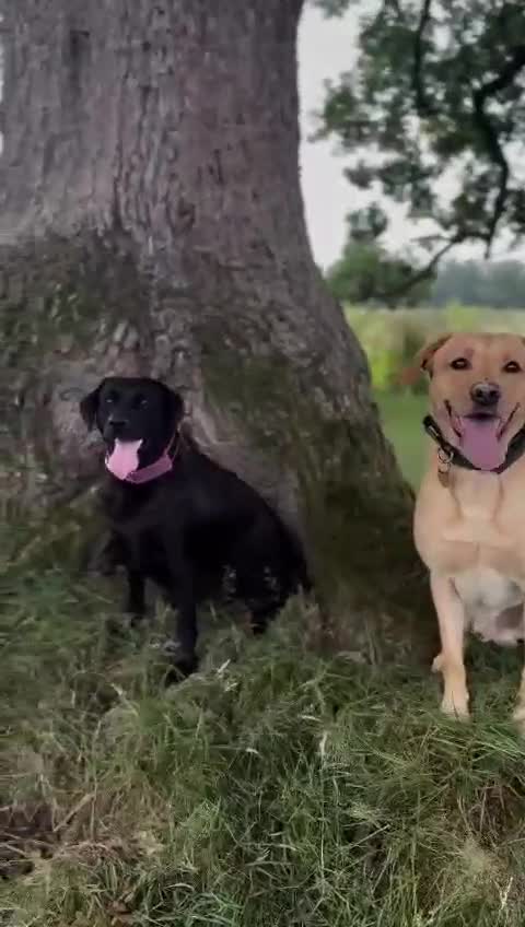 Labrador Retriever dogs for sale: KC Registered Labrador Puppies – Working Lines in Cleator - Video 1
