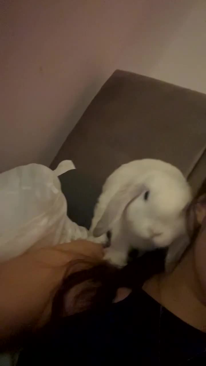 Mini Lop rabbits for sale: Mini lop rabbit - Video 1