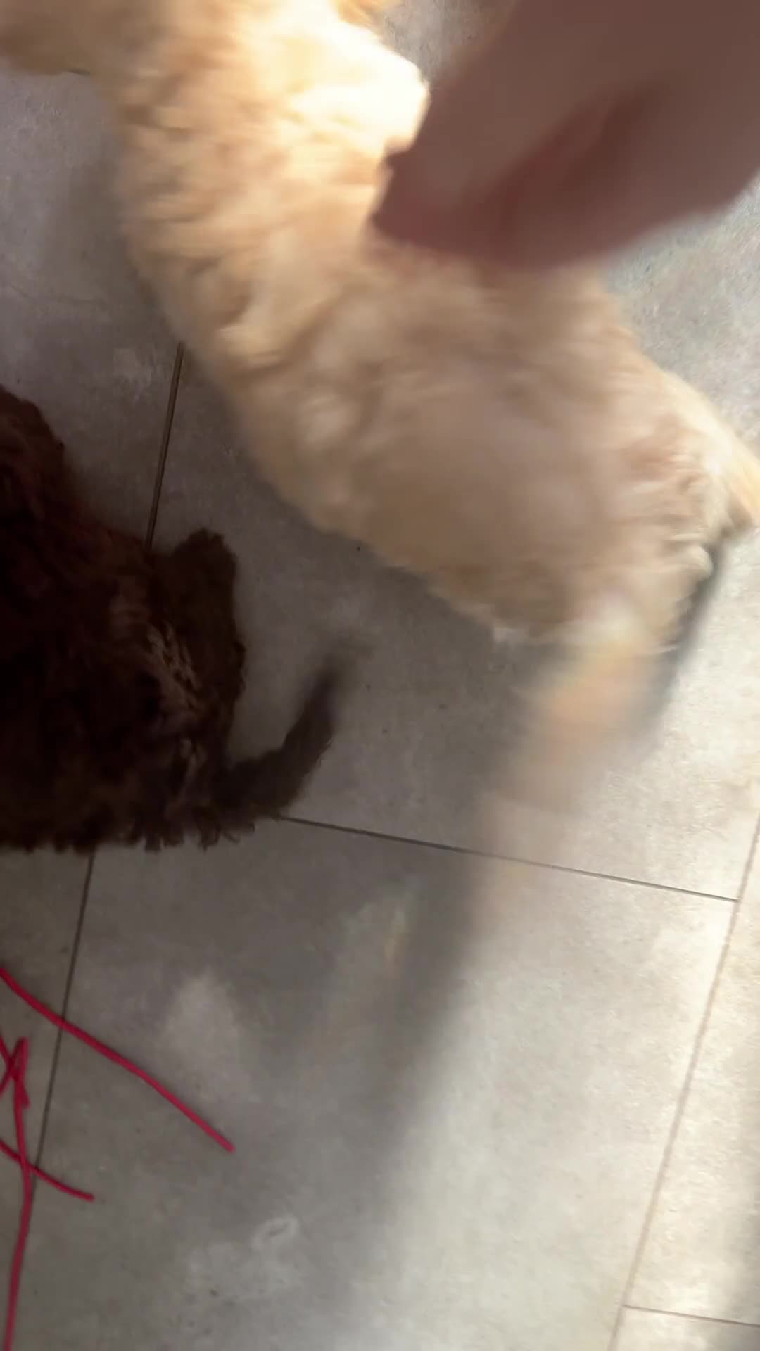 Cockapoo dogs for sale: ⭐️Outstanding F1B health tested⭐️ - Video 2