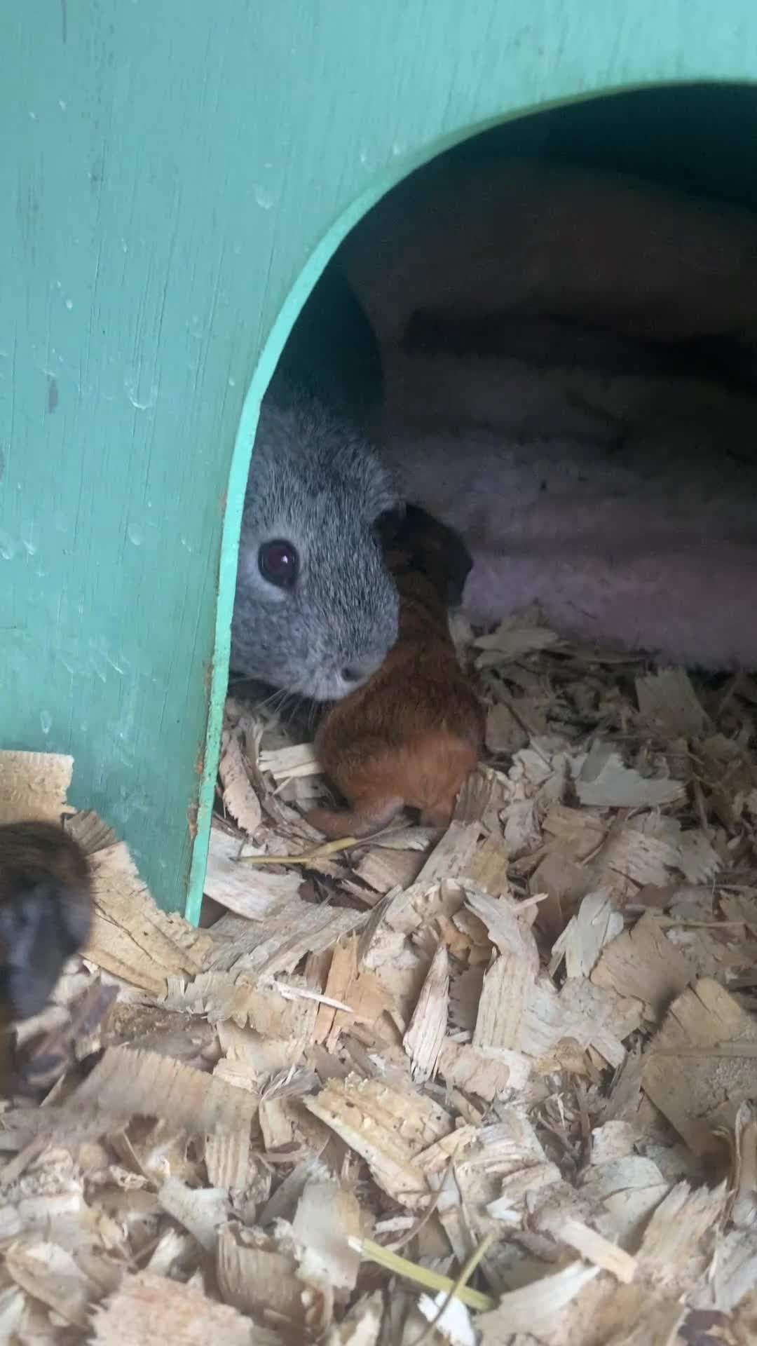 Guinea Pig rodents for sale: Mixed Guinea pigs  - Video 2