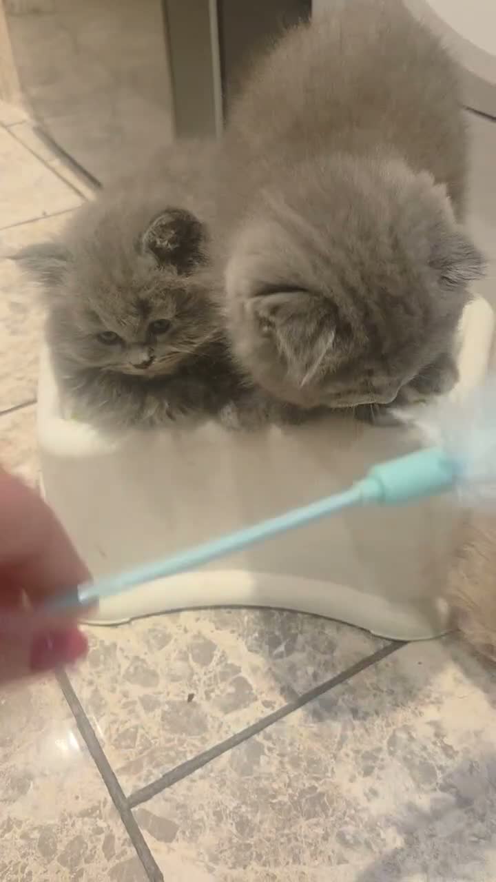 British Shorthair cats for sale: Kittens ready now girl boy Scottish  in Nottingham - Video 3