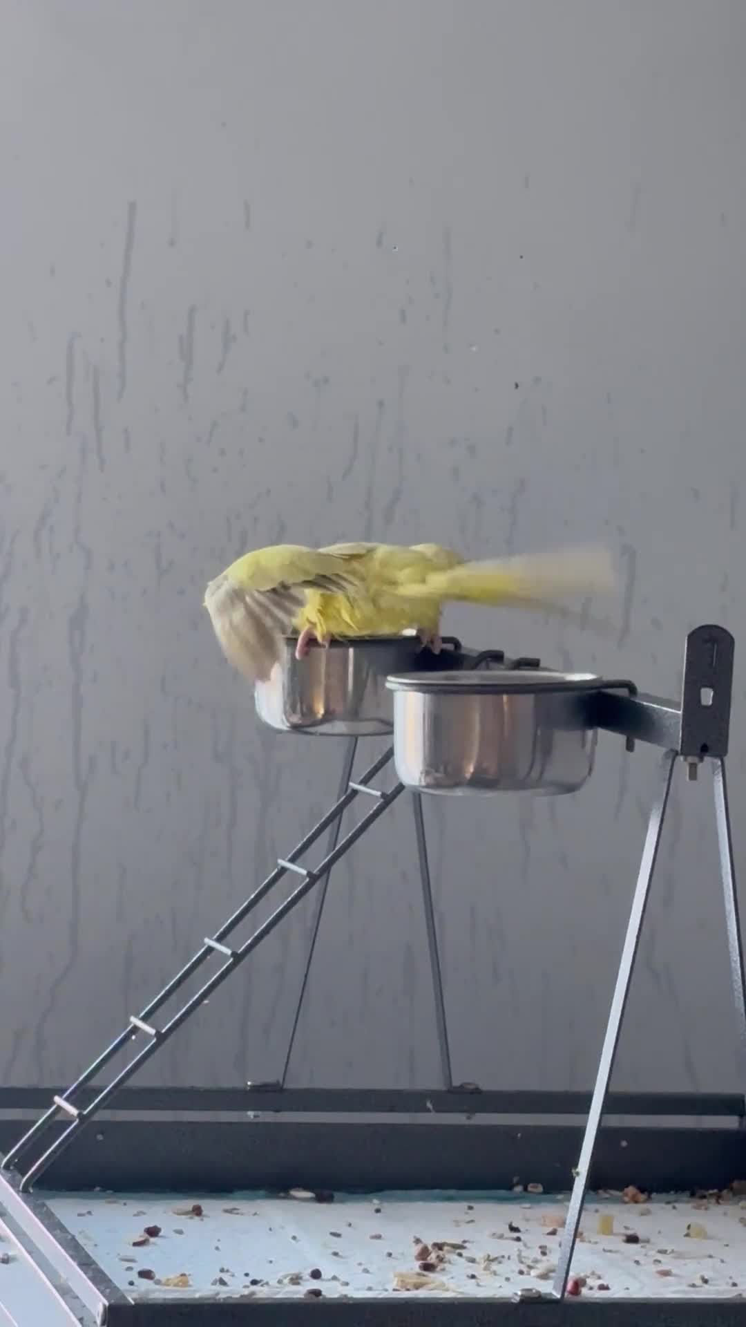 Parrots birds for sale: Three beautiful birds for sale - Video 2