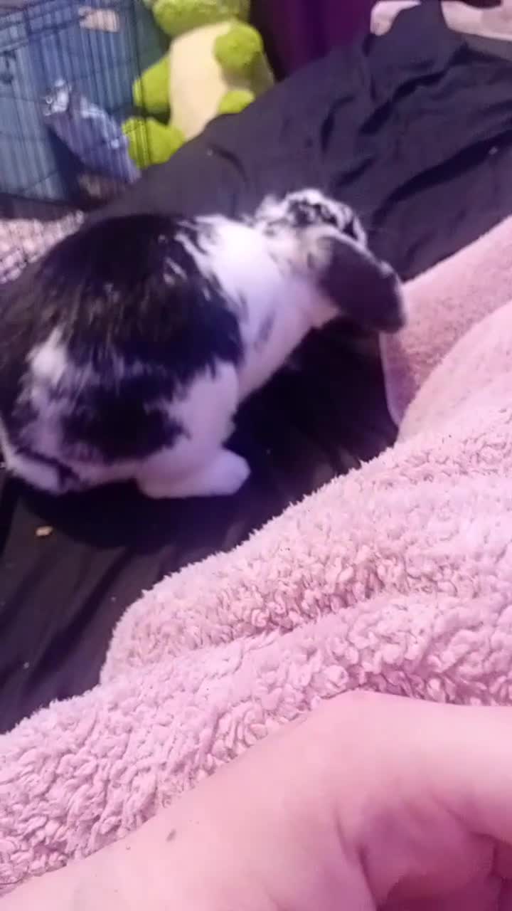 Mini Lop rabbits for sale: female Holland  lop rabbit  - Video 1