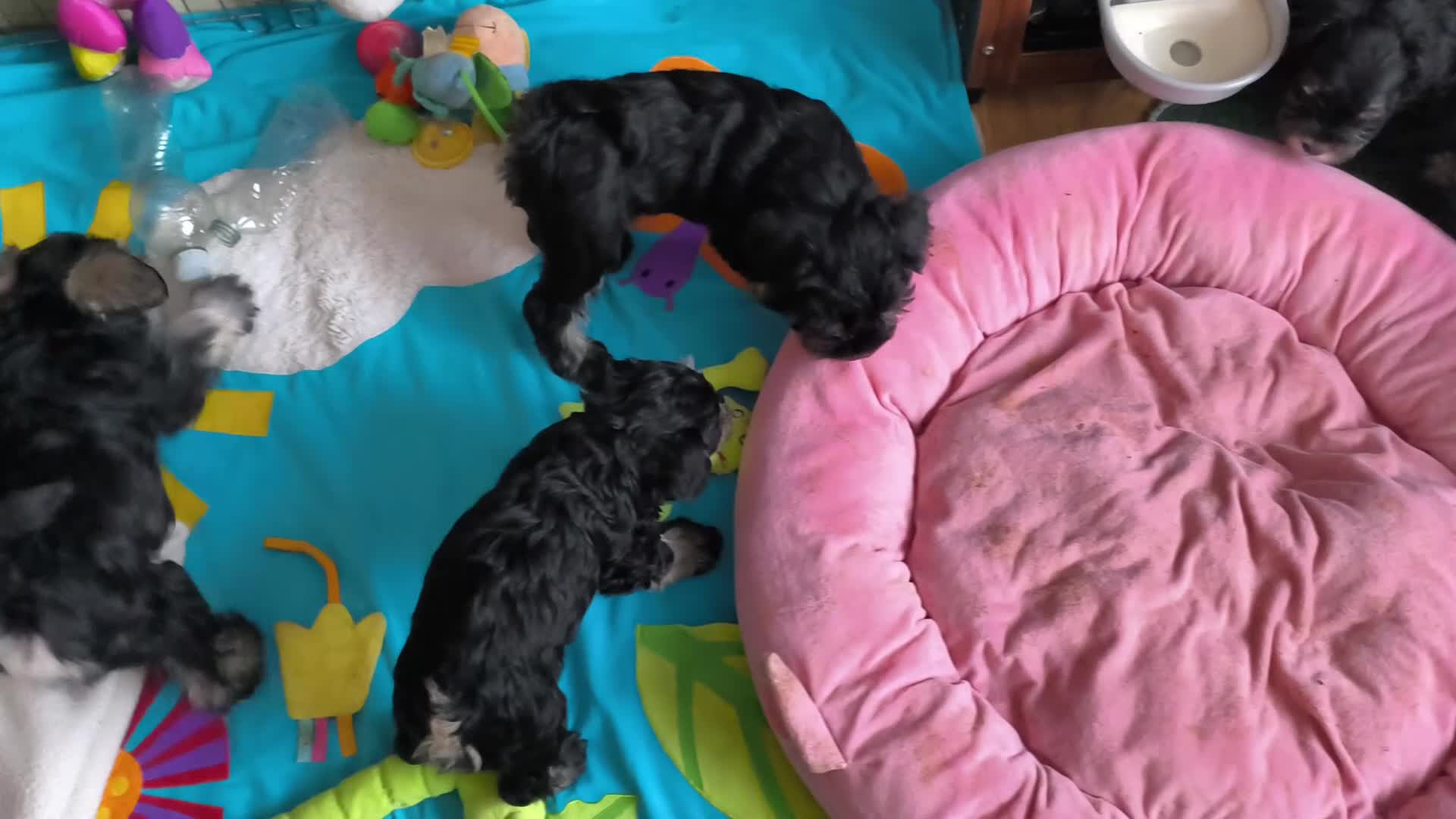 Miniature Schnauzer dogs for sale: Charming Mini Schnauzers with KC registration - Video 2