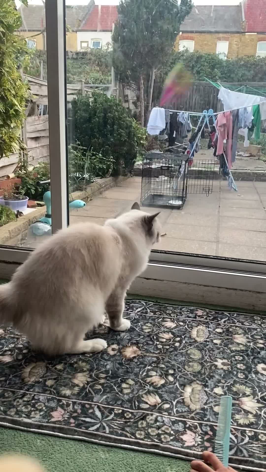 Ragdoll cats for sale: Beautiful 3-Year-Old Female Ragdoll Cat – £400 in Hounslow - Video 1