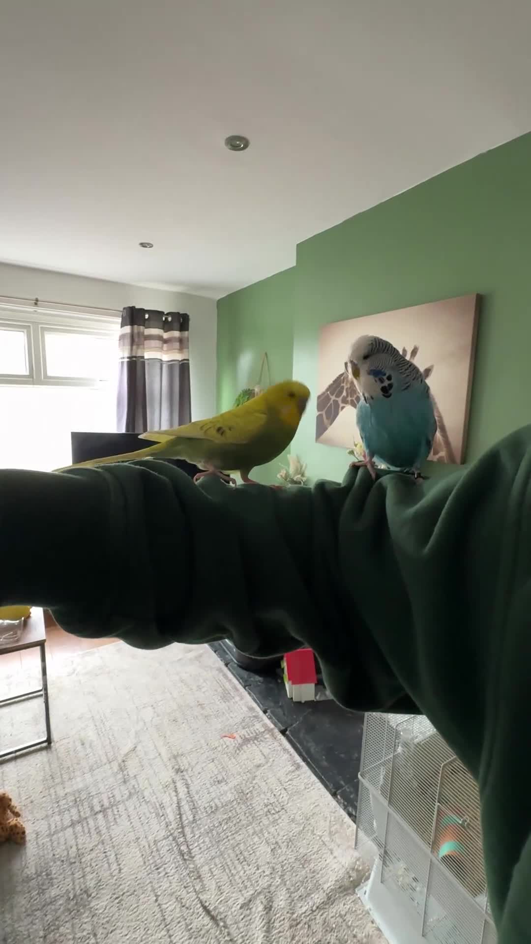 Budgerigars birds for sale: 2 budgies with cage and toys in Chorley - Video 1