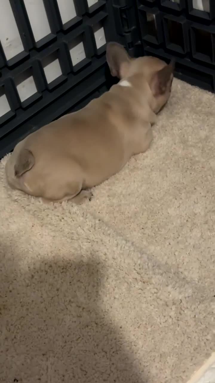French Bulldog dogs for sale: Kennel club registered, no time wasters🩷 - Video 2