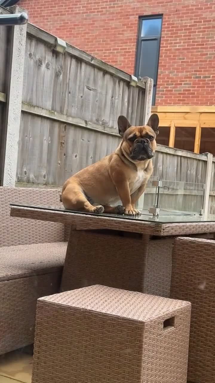 French Bulldog dogs for stud: Blue the frenchie - Video 1