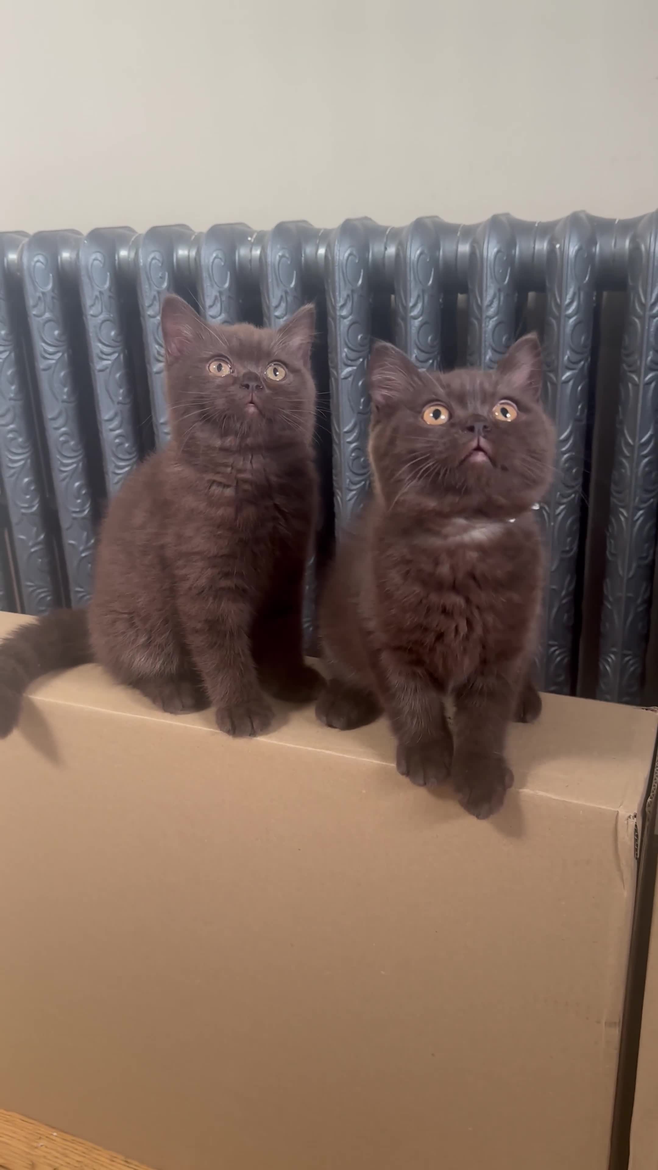 British Shorthair cats for sale: READY NOW GCCF REG CHUNKY CHOCOLATE  BS KITTENS  - Video 2