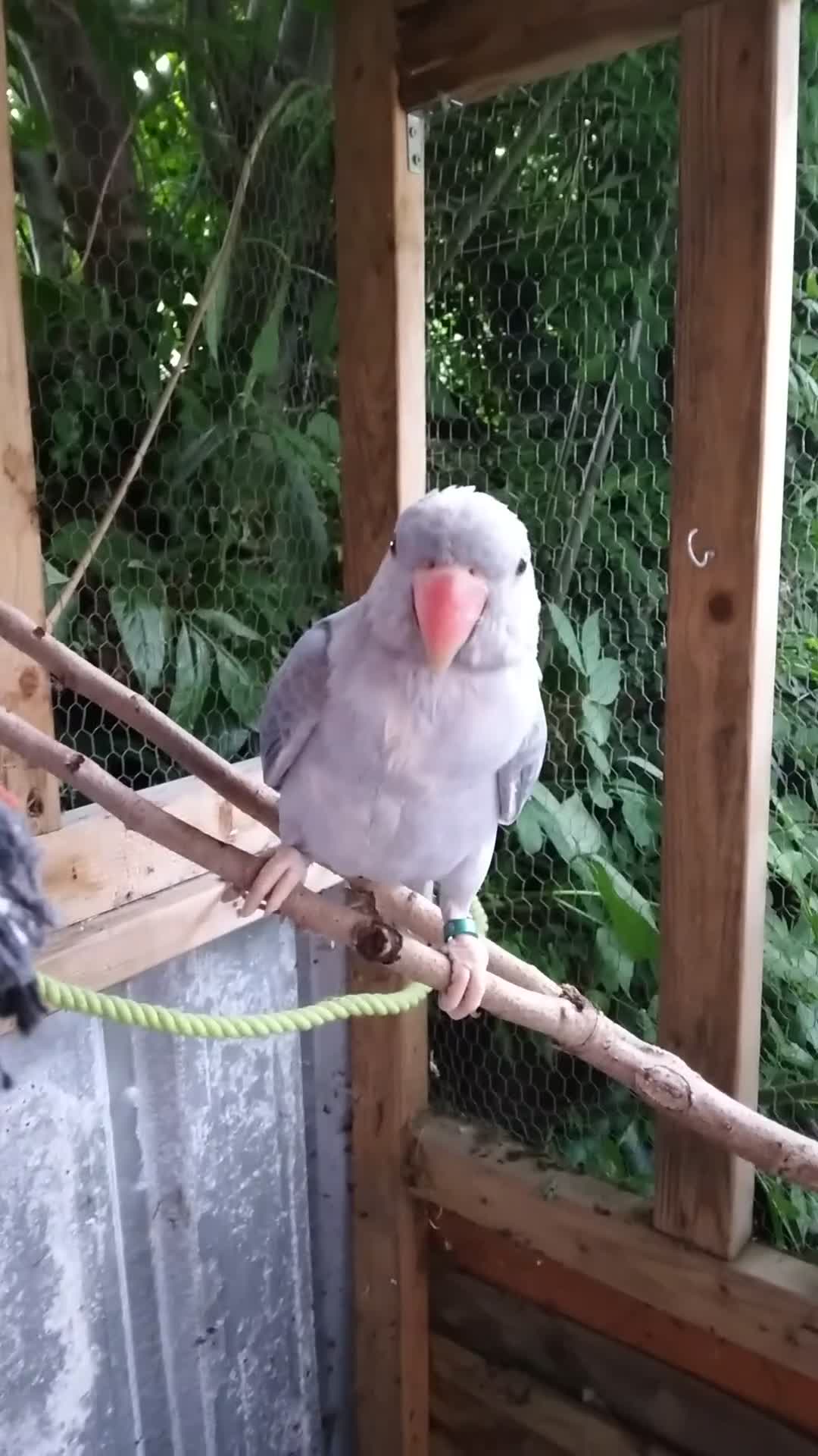 Ringnecks birds for sale: Ringneck  - Video 1