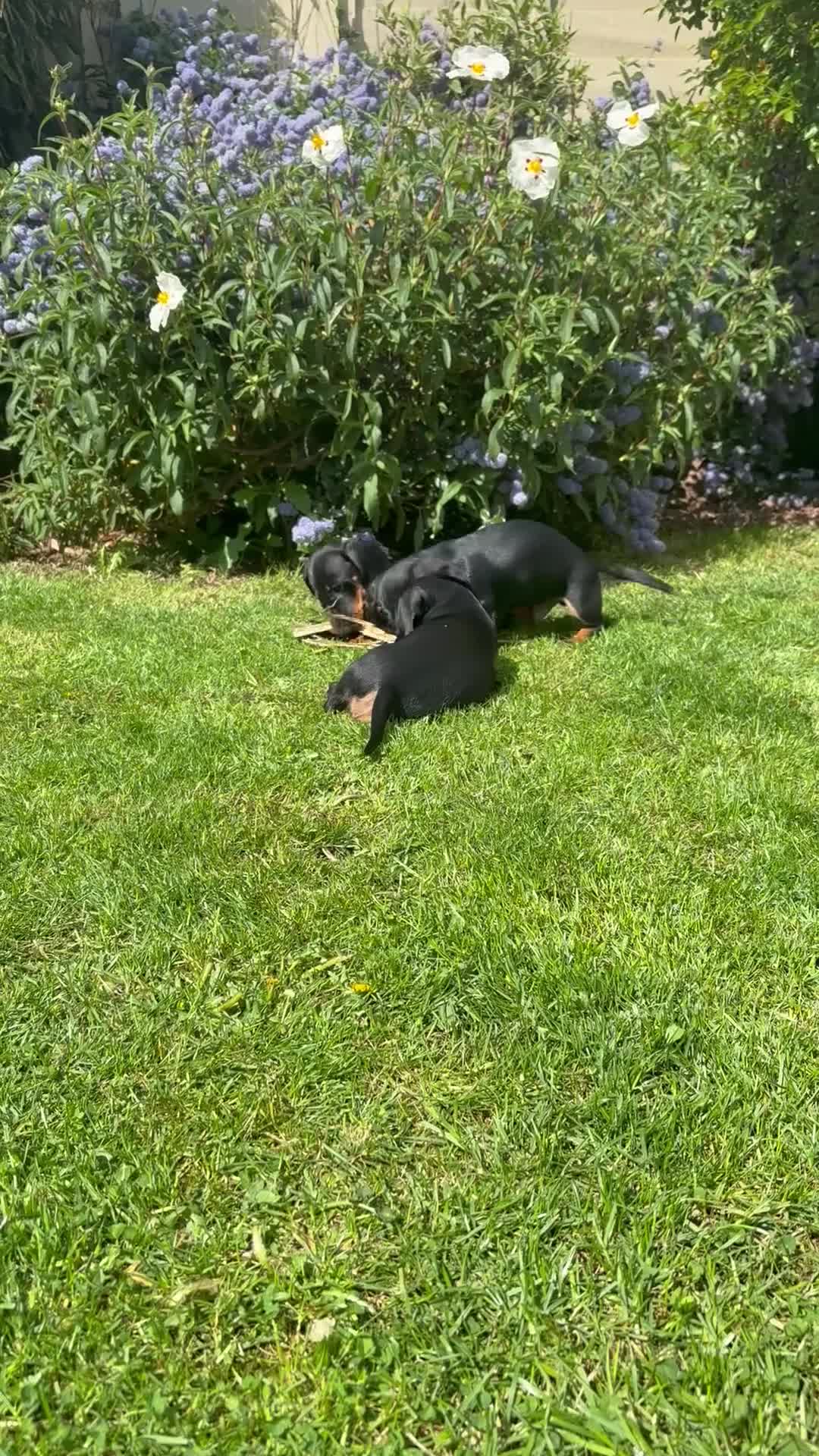 Miniature Dachshund dogs for sale: *REDUCED* FULLY INOCULATED MINI SMOOTH DACHSHUNDS - Video 1