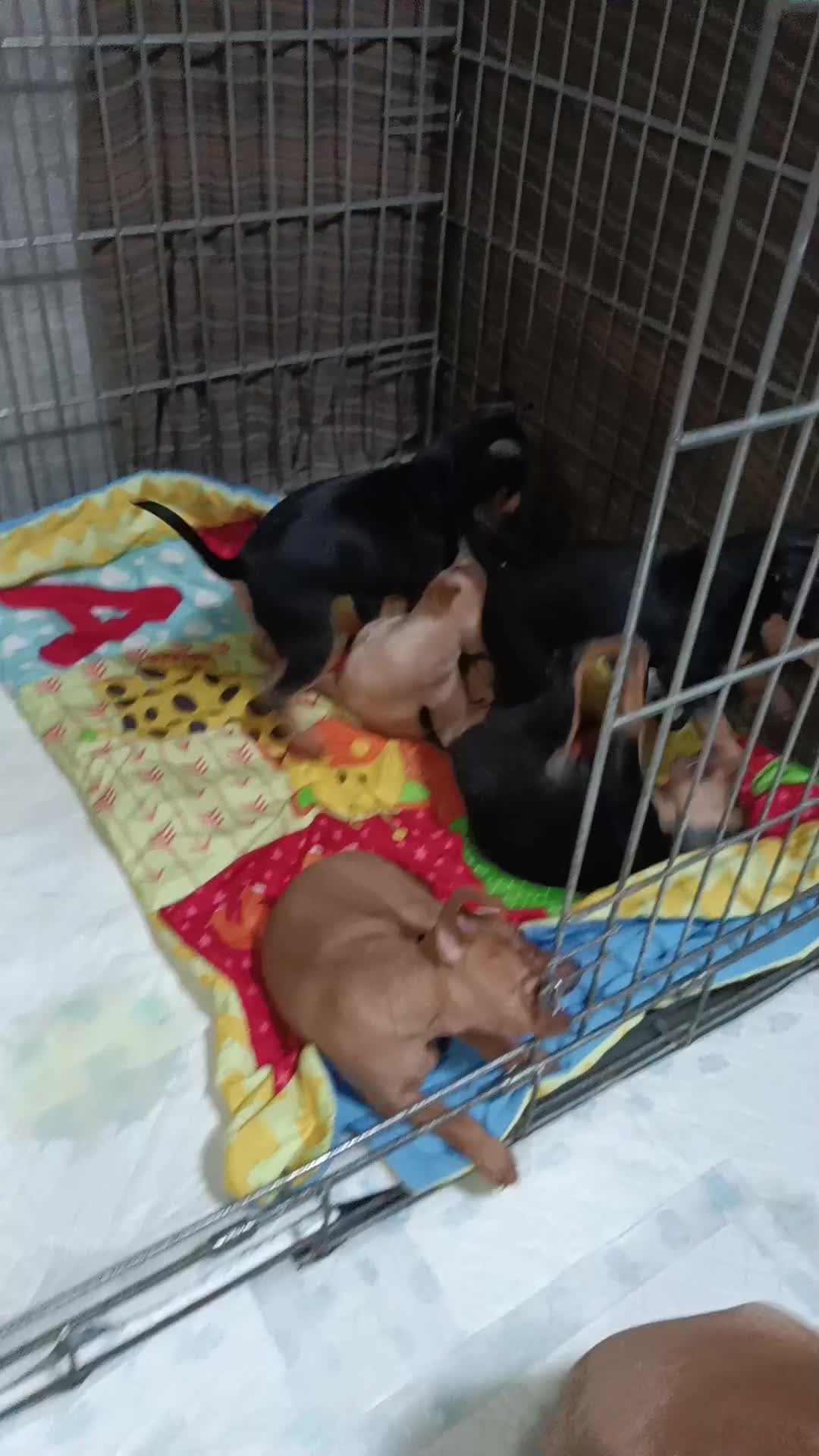 Miniature Pinscher dogs for sale: Miniature Pinscher puppies  - Video 2