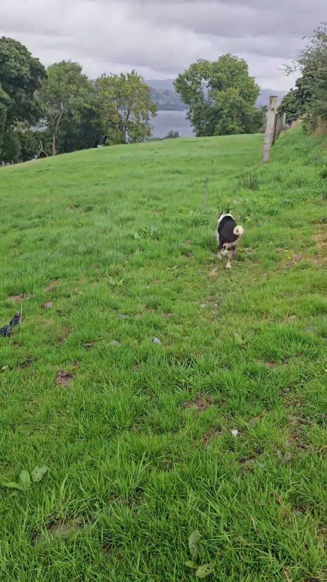 Border Collie dogs for sale: Spot is looking for a home - Video 1
