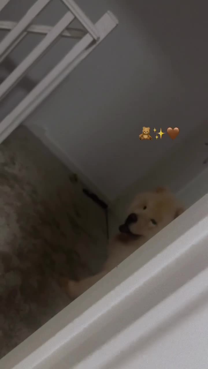 Chow Chow dogs for sale: Yogi  in Redditch - Video 2