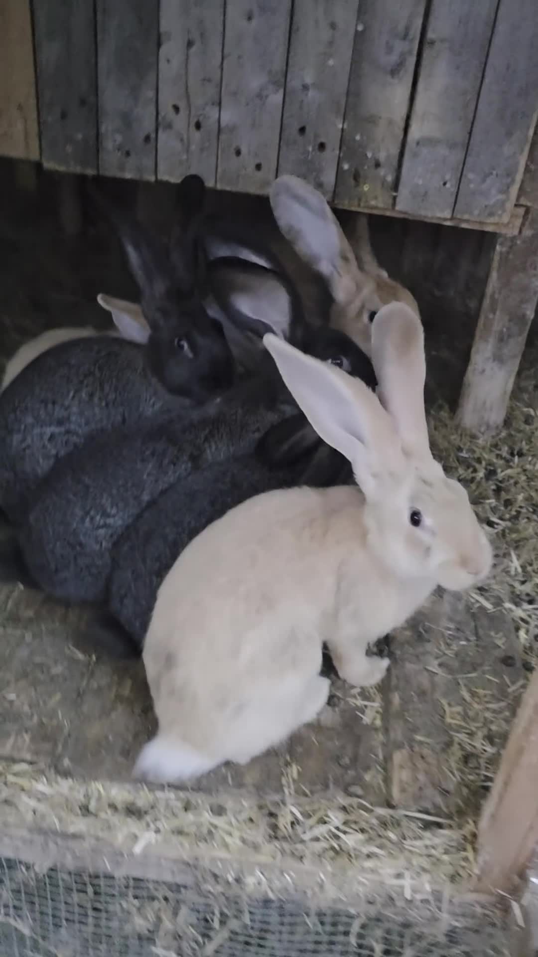 Continental Giant rabbits for sale: Continental giant rabbits Born on 3rd May - Video 1