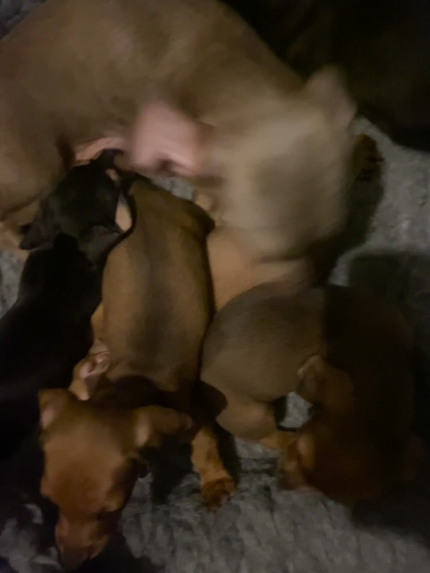 Miniature Dachshund dogs for sale: Full of champions!!! pra clear mini dachshunds in South Shields - Video 1