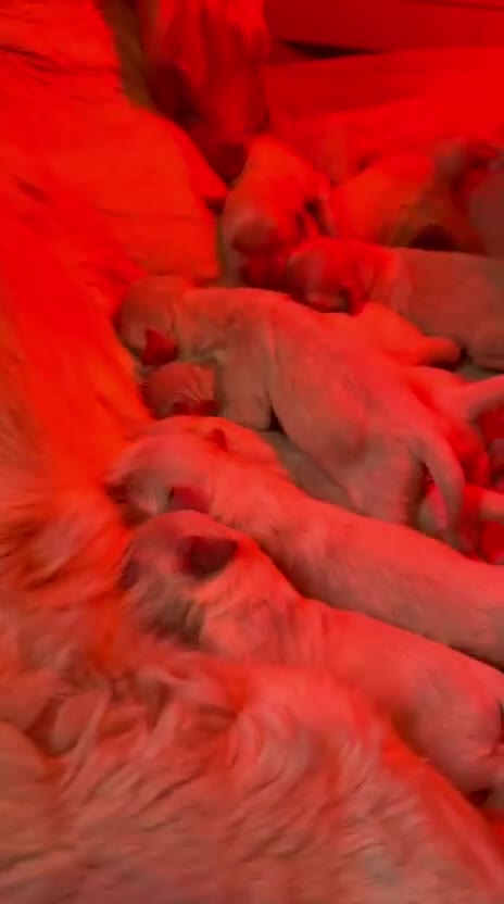 Golden Retriever dogs for sale: Mack/ Bryn Bach Golden X Evie/ Angel Annwyl - Video 3