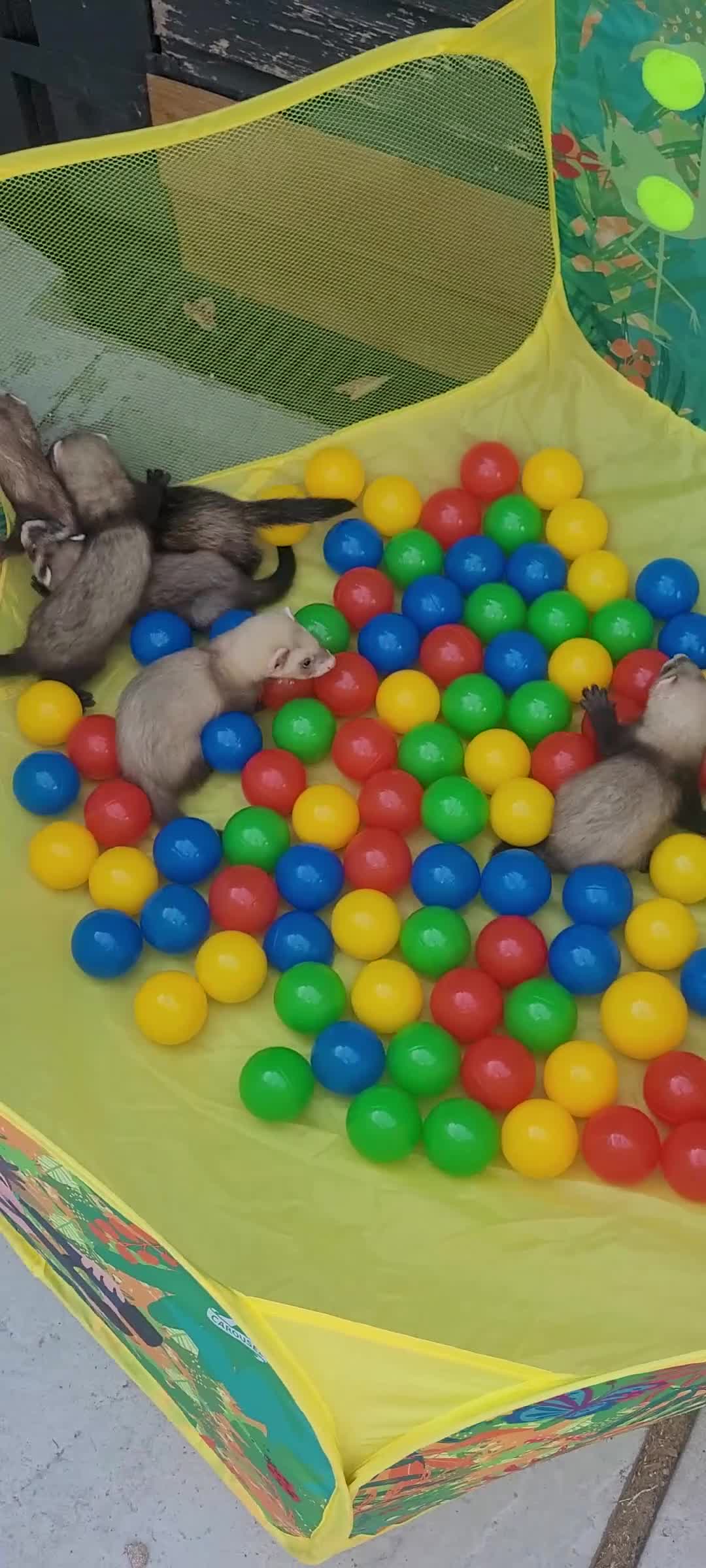 Ferret rodents for sale: 6 beautiful kits ready for new homes in Newport - Video 1