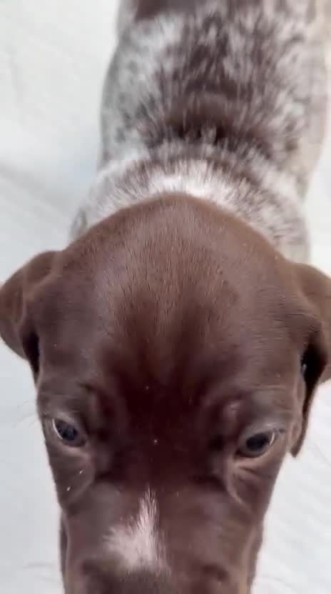 German Shorthaired Pointer dogs for sale: Stunning German Shorthaired Pointer Pups KC Reg'd - Video 1