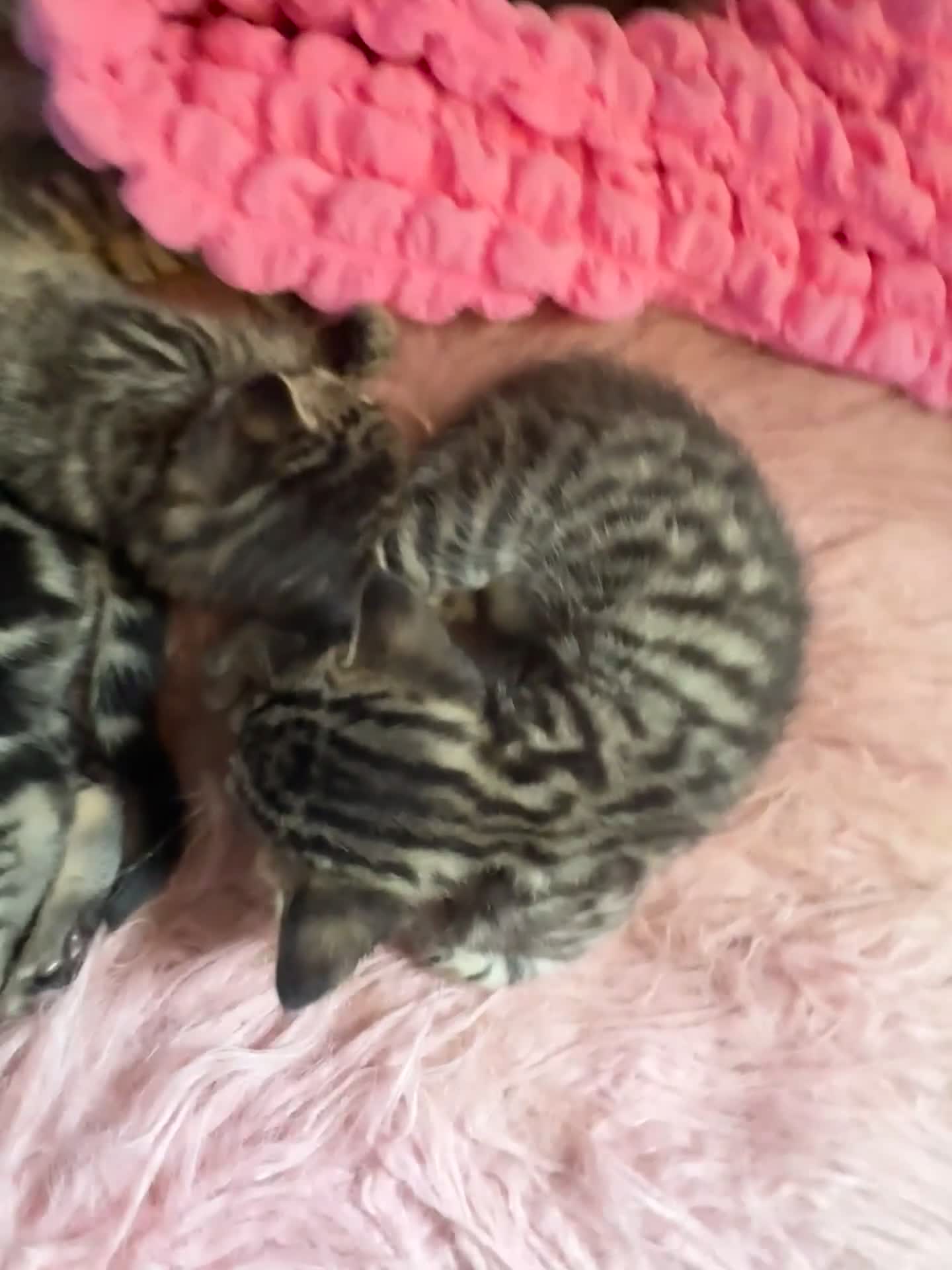 Bengal cats for sale: Rare Pedigree Zorro masked charcoal Bengal Kittens in Orpington - Video 1