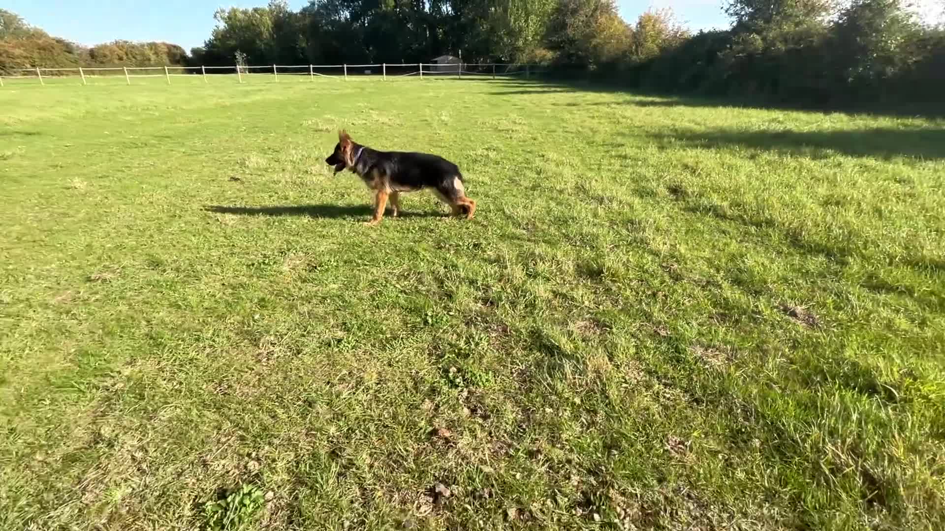 German Shepherd dogs for sale: 25 years experience breeding German Shepherds  - Video 1