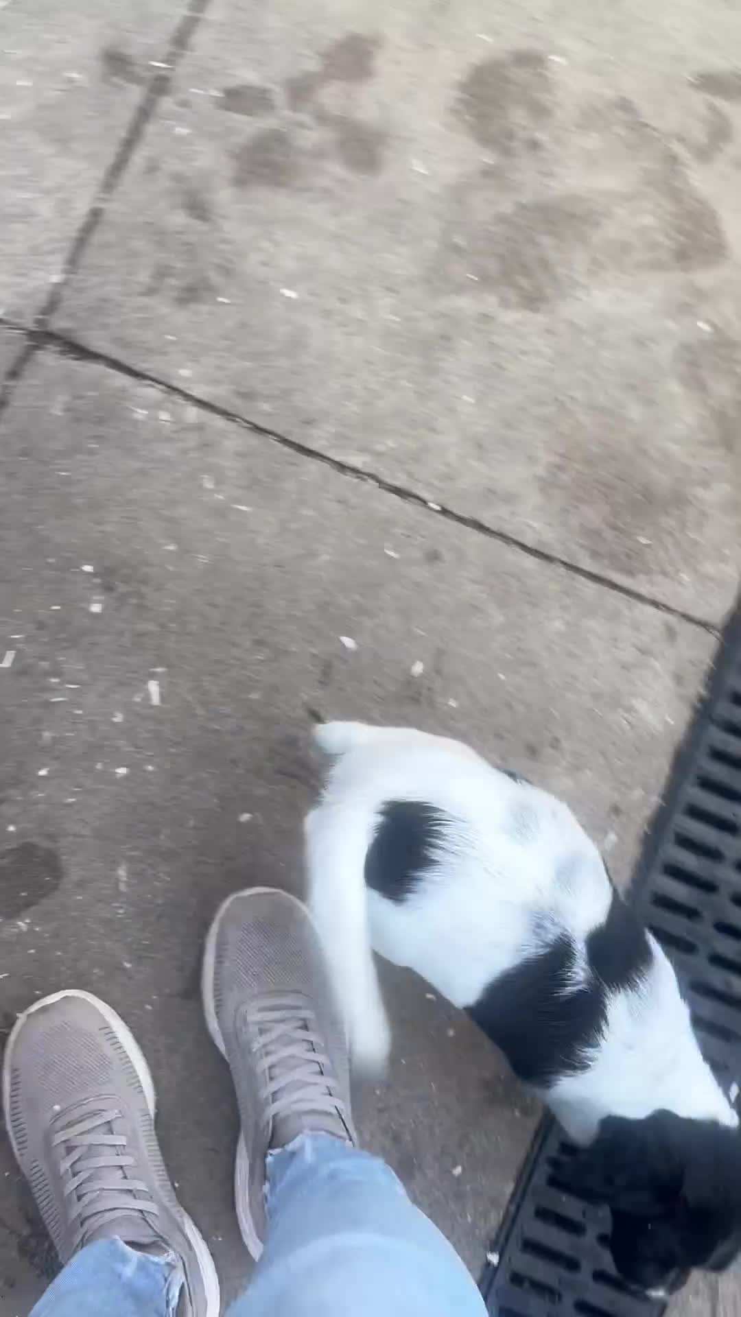 English Springer Spaniel dogs for sale: GORGEOUS FEMALE PUP AVAILABLE - Video 1
