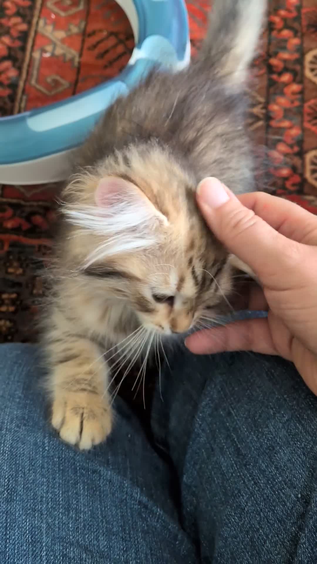 Siberian cats for sale: Siberian tortie tabby girl, GCCF registered  - Video 1