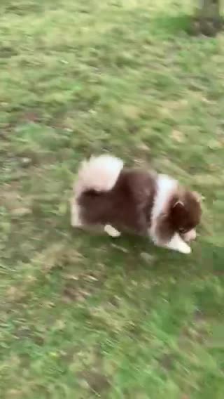 Pomeranian dogs for stud: Tiny Lilac Parti Carrying Tan points in Dartford - Video 3