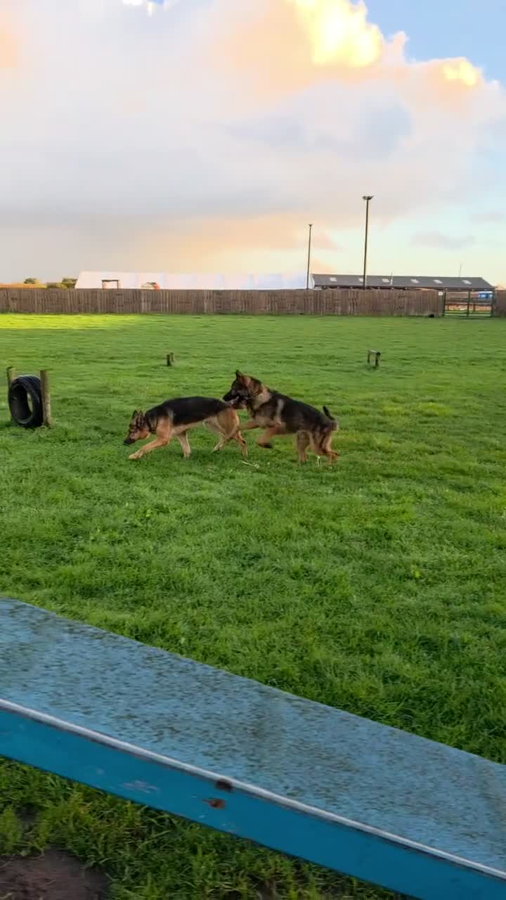German Shepherd dogs for sale: Pablo  in Saint Helens - Video 2