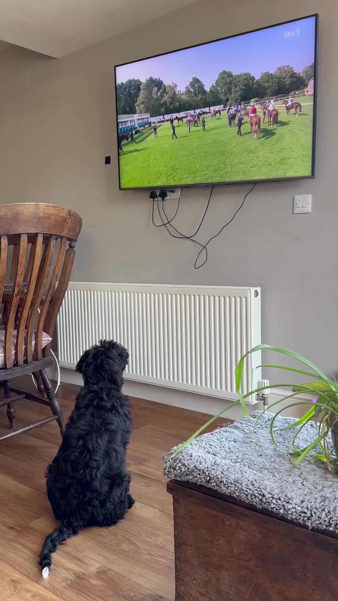 Portuguese Water Dog dogs for sale: ARTSEADOG KC registered Pure Portuguese Waterdogs - Video 5