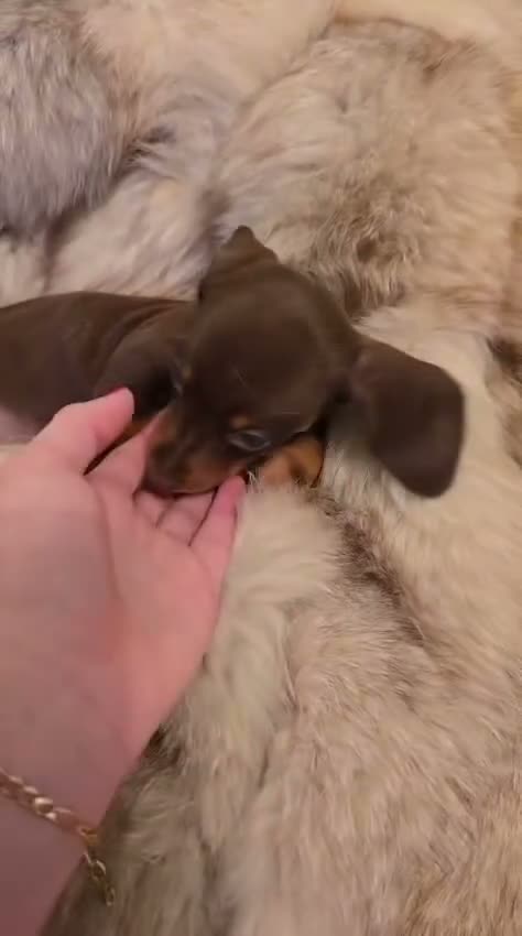 Miniature Dachshund dogs for sale: 👑Quality KC Miniature Dachshund’s👑 - Video 1