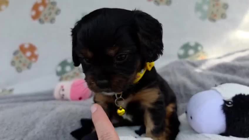 Cavalier King Charles Spaniel dogs for sale: Health Tested Parents-beautiful puppies - Video 3