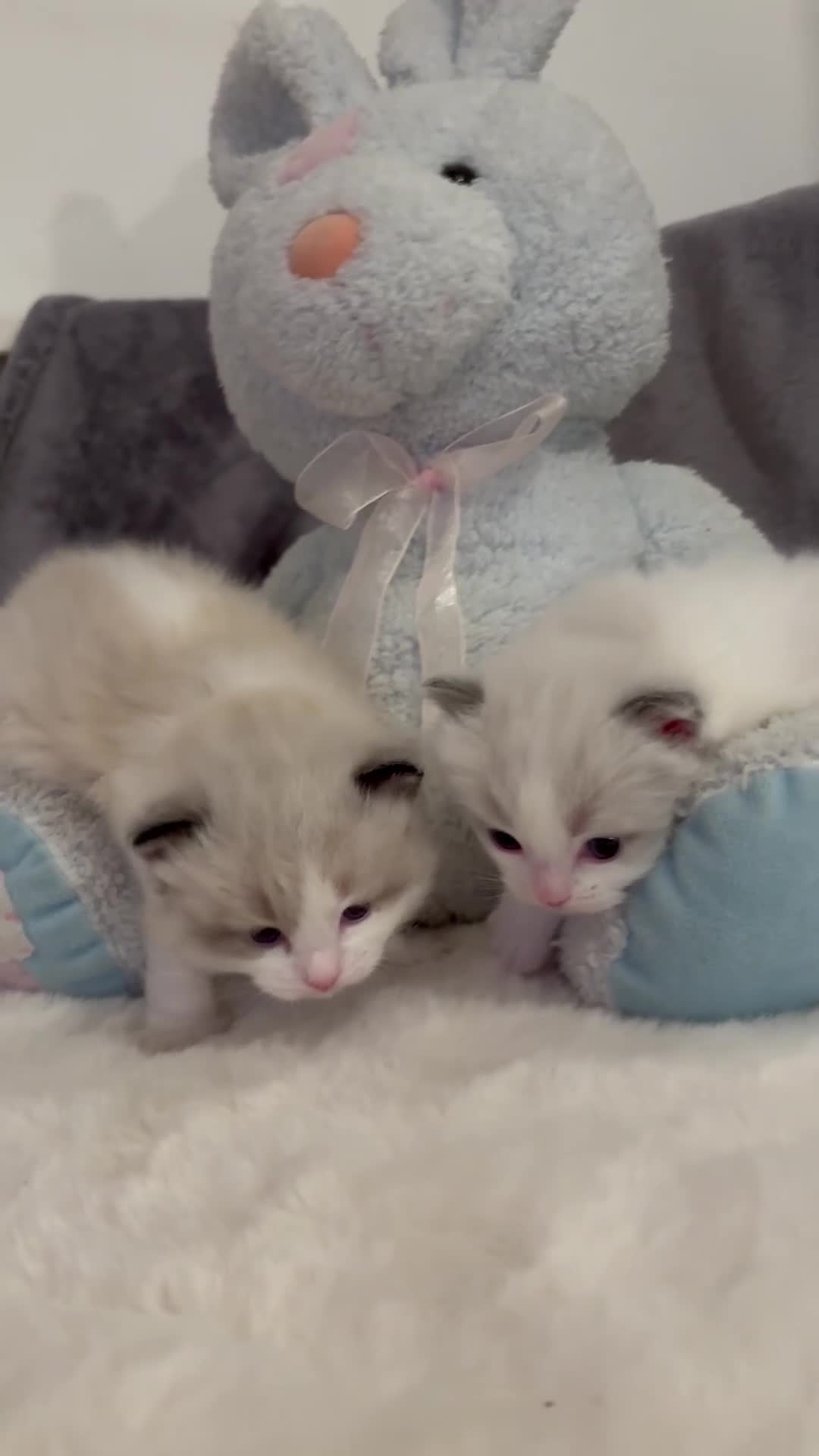 Ragdoll cats for sale: Beautiful two GCCF kittens. Blue Bicolour Ragdolls - Video 1