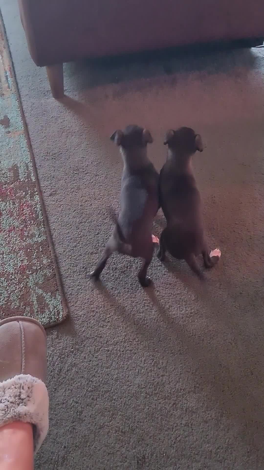 Italian Greyhound dogs for sale: Beautiful italian greyhound  - Video 1