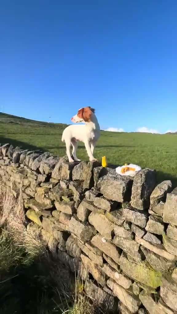 Cocker Spaniel dogs for stud: Red and white cocker spaniel stud in Keighley - Video 1