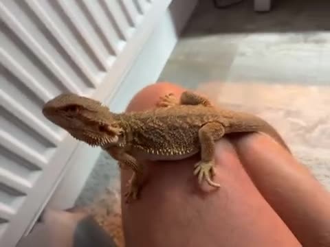 Bearded Dragon reptiles for sale: Bearded Dragon  in Tamworth - Video 1