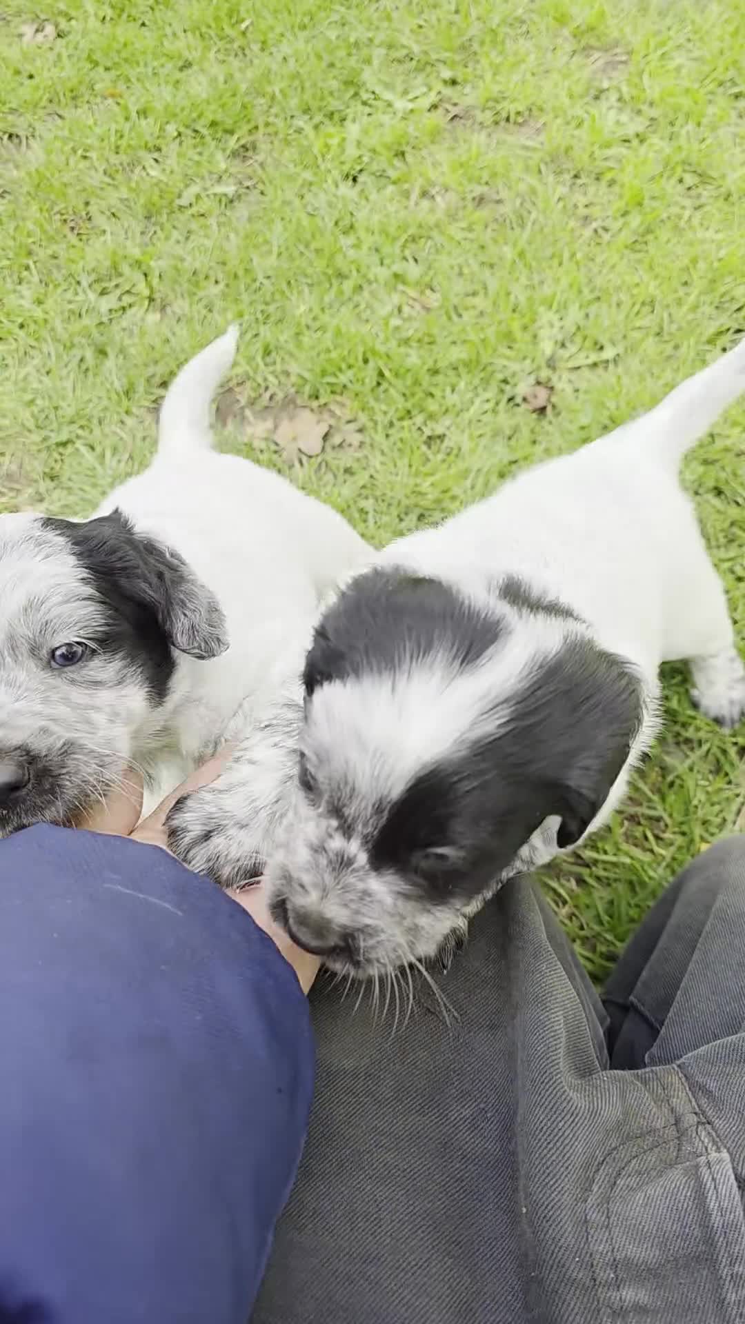 Mixed Breed dogs for sale: Sweetest Sprollies - Video 1