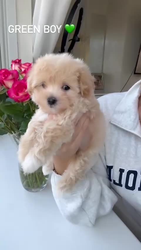 Maltipoo dogs for sale: F1 Maltipoos KC reg health tested parent - Video 3