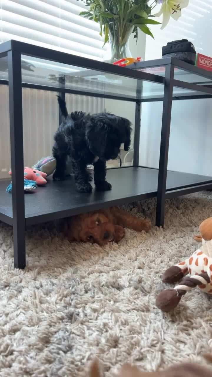Cavapoo dogs for sale: Beautiful F1 Cavapoos - Video 4