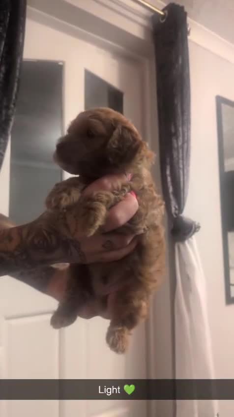 Cockapoo dogs for sale: Stunning F1BB Toy American Cockapoos - Video 2