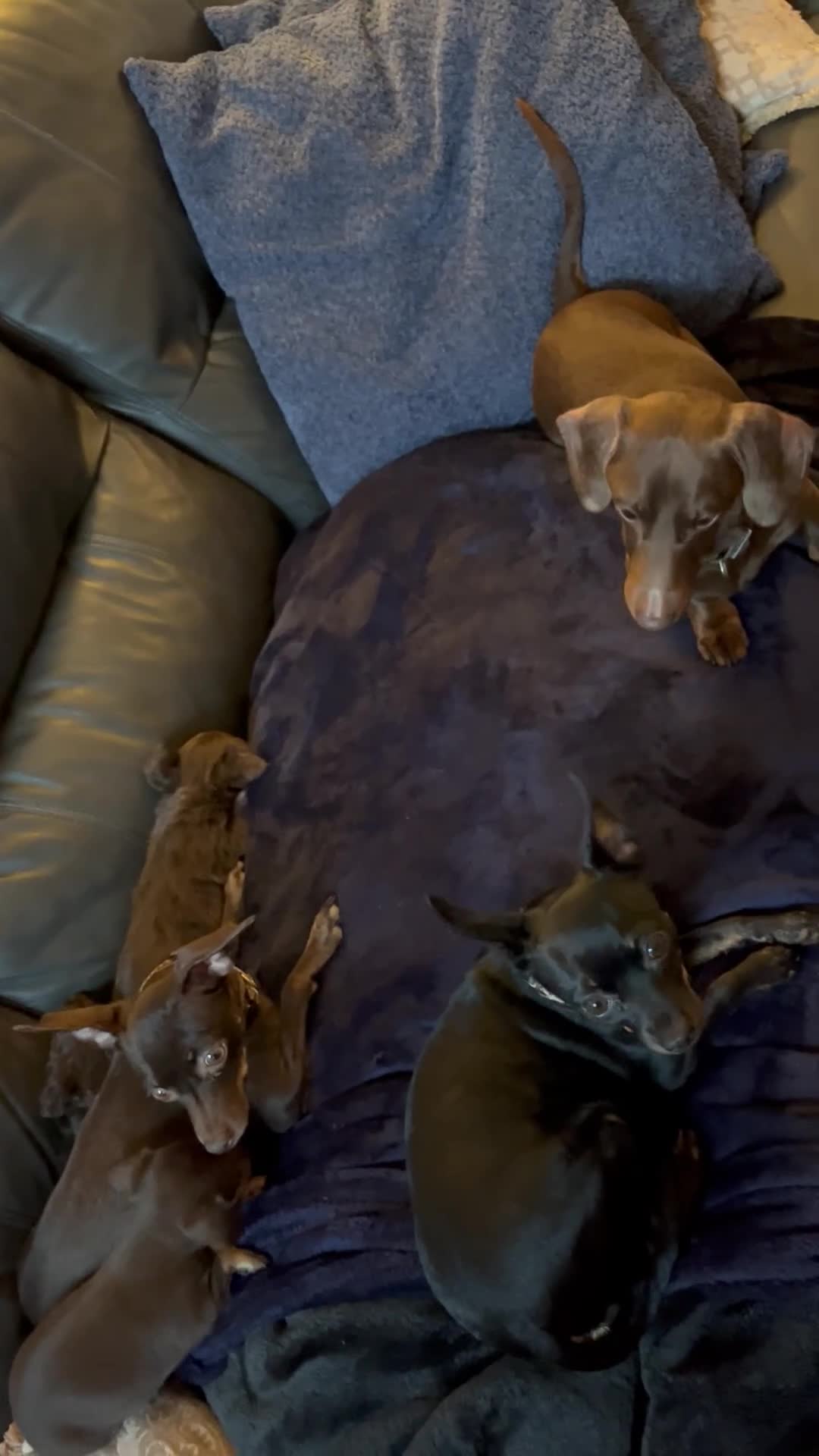 Mixed Breed dogs for sale: Russian Toy cross Miniature Dachshund Puppies in Nottingham - Video 2