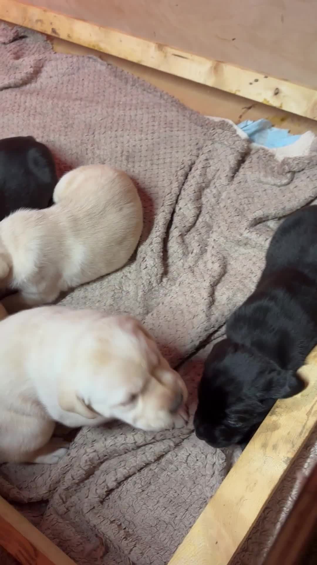 Labrador Retriever dogs for sale: Beautiful health tested Labrador puppies  - Video 1